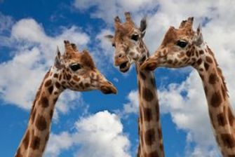 Symbolfoto drei Giraffenköpfe